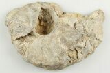 Cut/Polished Calycoceras Ammonite (Half) - Texas #198207-1